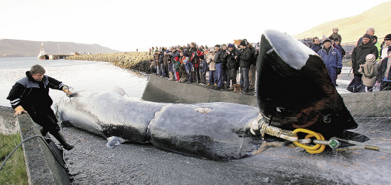 捕鲸量超日本冰岛之和 挪威成全球头号鲸鱼杀