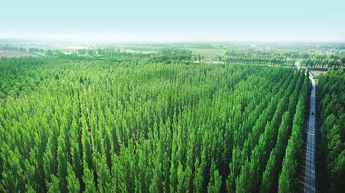 国家林业局局长张建龙:三北防护林可绕地球一