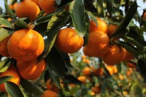 宜昌 | 柑橘产业逆势飘红创近百亿产值