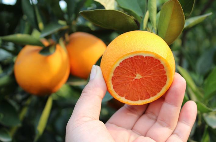 宜昌丨秭归脐橙品牌价值达13.47亿元 4年增长