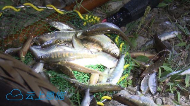 来凤:龙凤渔政联合出动 月色下查获非法捕捞